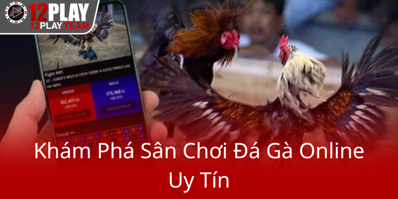 Khám Phá Đá Gà Trực Tiếp C1 C2 C3 C4 - Trải Nghiệm Đam Mê Tại Nền Tảng 12Play Thú Vị 1 Kham Pha San Choi Da Ga Online Uy Tin0