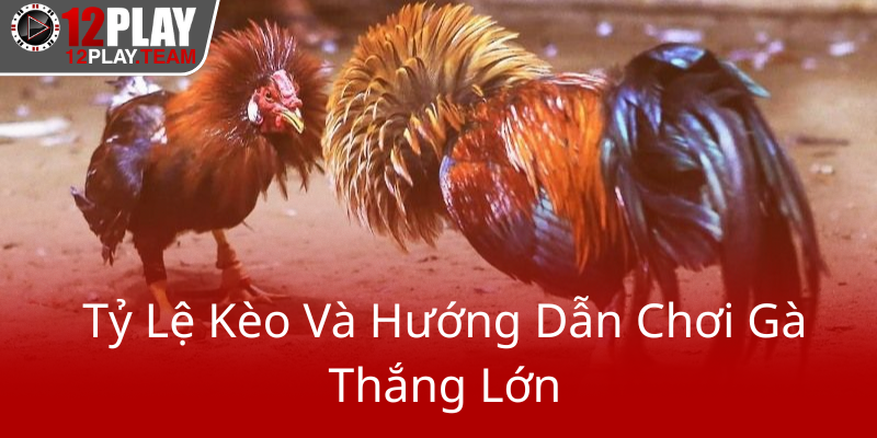 Ty Le Keo Va Huong Dan Choi Ga Thang Lon0